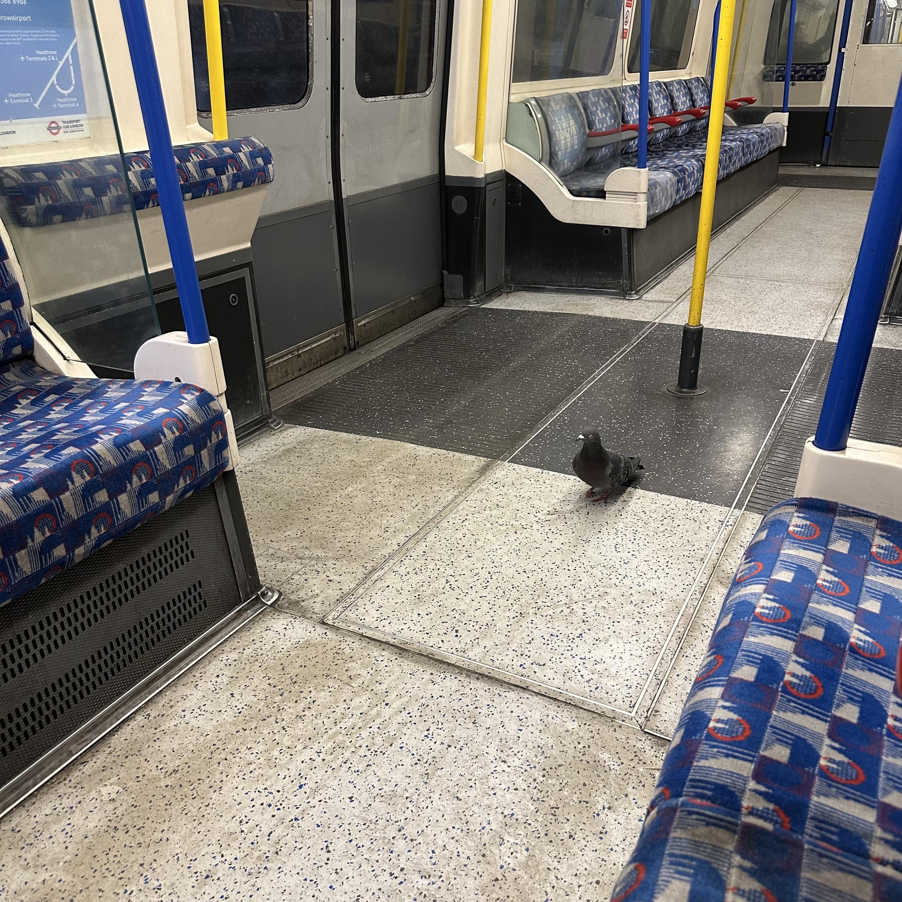 A pigeon sitting in the middle of a London tube carriage.